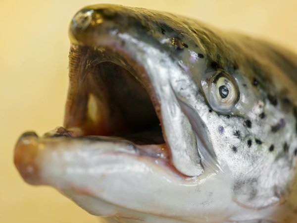 La schizophrénie paranoïaque : de quoi s'agit-il ?